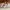 Charles & keith roxane mary jane flats caramel photo 3