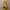 DC Shoes Gorpcore Track jacket Pria yellow photo 3