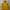 DC Shoes Gorpcore Track jacket Pria yellow photo 1