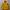 DC Shoes Gorpcore Track Jacket Pria Yellow