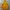 DC Shoes Gorpcore Track jacket Pria yellow photo 2