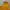 DC Shoes Gorpcore Track jacket Pria yellow photo 5