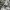 Carhartt Camo Short Cargo Pants photo 8