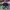 AIR JORDAN 1 HIGH PINE GREEN , AIR JORDAN PINE GREEN , AIR J photo 2