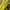 Kate Spade Southport Avenue Allesa Yellow photo 5