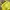 Kate Spade Southport Avenue Allesa Yellow photo 3
