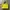 Kate Spade Southport Avenue Allesa Yellow