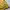 Blackyak Gorpcore Sportswear Windbreaker Pria yellow black photo 5