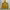 Blackyak Gorpcore Sportswear Windbreaker Pria yellow black photo 4