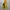 Blackyak Gorpcore Sportswear Windbreaker Pria yellow black photo 1