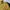 Blackyak Gorpcore Sportswear Windbreaker Pria yellow black photo 7