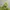 Dunlop Casual Sportswear Windbreaker Pria green khaki photo 6