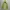 Dunlop Casual Sportswear Windbreaker Pria green khaki photo 3