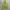 Dunlop Casual Sportswear Windbreaker Pria green khaki photo 2