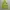 Dunlop Casual Sportswear Windbreaker Pria green khaki photo 4