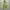 Dunlop Casual Sportswear Windbreaker Pria green khaki photo 1