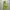 Dunlop Casual Sportswear Windbreaker Pria Green Khaki