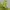 Dunlop Casual Sportswear Windbreaker Pria green khaki photo 5