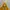 Gorpcore Sportswear Windbreaker Pria yellow orange photo 7