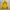 Sportswear Windbreaker Pria yellow green photo 2