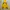 Sportswear Windbreaker Pria yellow green photo 4