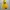 Sportswear Windbreaker Pria yellow green photo 1