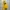 Sportswear Windbreaker Pria Yellow Green