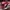 Converse Casual Biker Blazer Pria black red photo 5