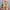 Polo Ralph Lauren Lolita Summer Dress Wanita Multicolor