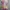 Polo Ralph Lauren Lolita Midi Dress Wanita Multicolor