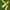 Firslook Gorpcore