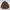 Chicco Casual Parka Pria Brown