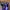 Converse Chuck Taylor Hi x Stussy Crocskin Leather Purple N4 photo 5
