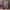 Converse Chuck Taylor Hi x Stussy Crocskin Leather Purple N4 photo 8