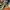 Nike x sacai VaporWaffle Tour Yellow & Gorge Green-Sail photo 2