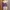 A lavender ruffle bustier camisole lingerie one set photo 1