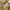 Faded Brown Carhartt Short Carpenter Pants photo 8