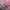 Coach Luxury Scarf Wanita multicolor photo 4