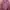 Kemeja Flanel Lesbian Pride Flag