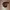 Vintage Y2K Belt Pria burgundy red photo 2