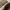 Hush Puppies  photo 6