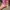 Sonny angel flower sweets figures trinkets photo 1