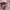 VANS AUTHENTIC REDCHILI photo 4