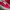 VANS AUTHENTIC REDCHILI photo 2