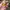 Sonny Angel Dog Series Chihuahua + FREE skirt  photo 7