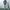 JACKET DENIM OLIVE DES OLIVE photo 1