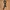 Croco pattern belt photo 1