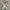 Jalin osfa belt cream  photo 1