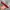 Belt red canvas  photo 3