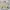 Vision Street Wear Casual Windbreaker Pria Tan